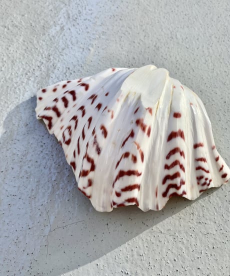 Tray🐚