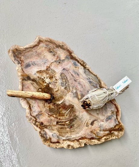 Petrified Wood