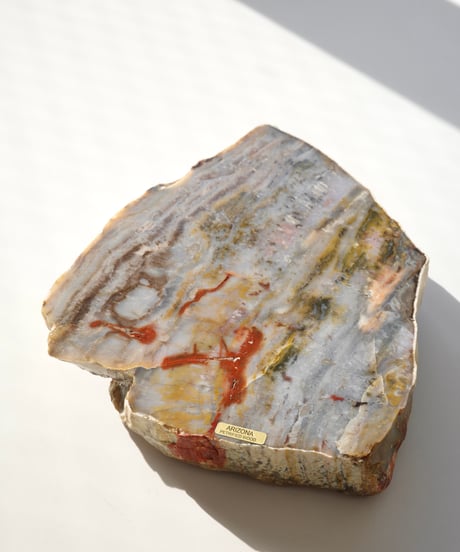 Petrified Wood