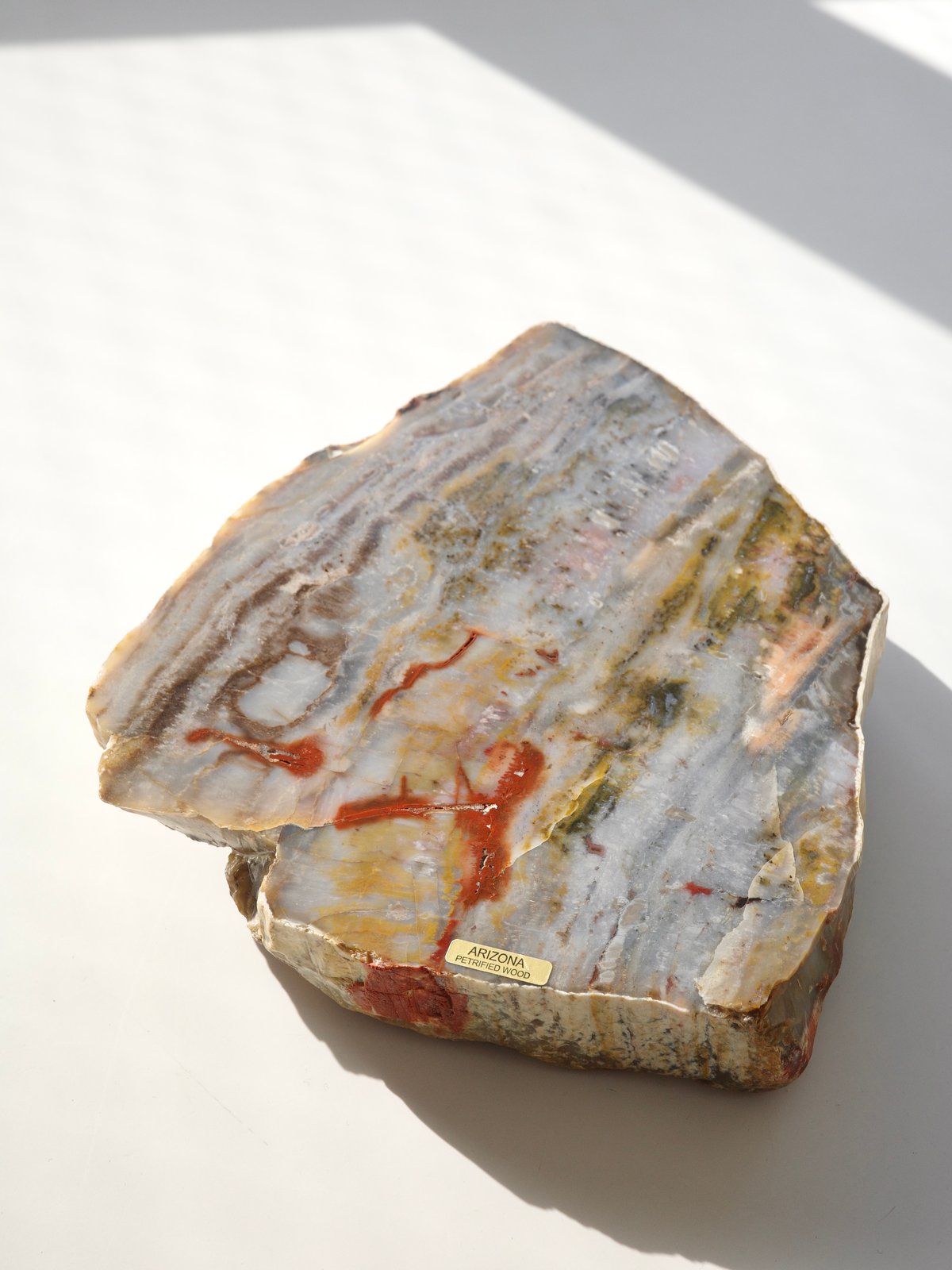 Petrified Wood | Teilen