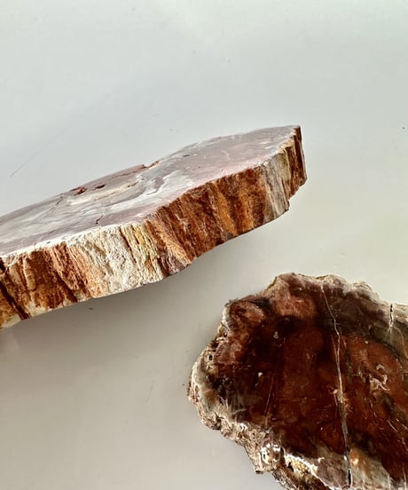 Petrified Wood