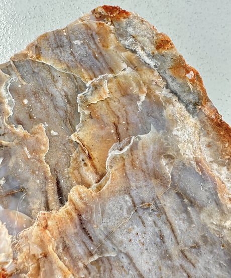 Petrified Wood