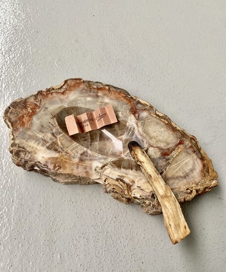 Petrified Wood