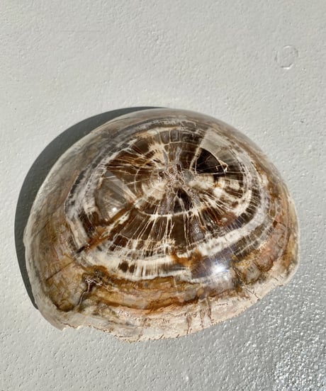 Petrified wood