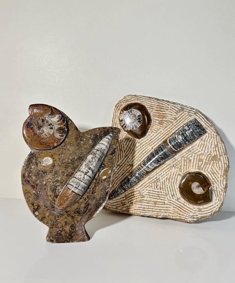 Ammonite Fossil