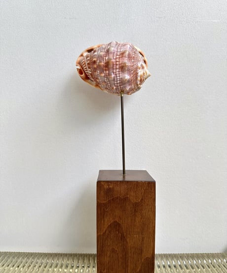 Sculpture 🐚
