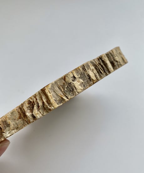 Petrified Wood