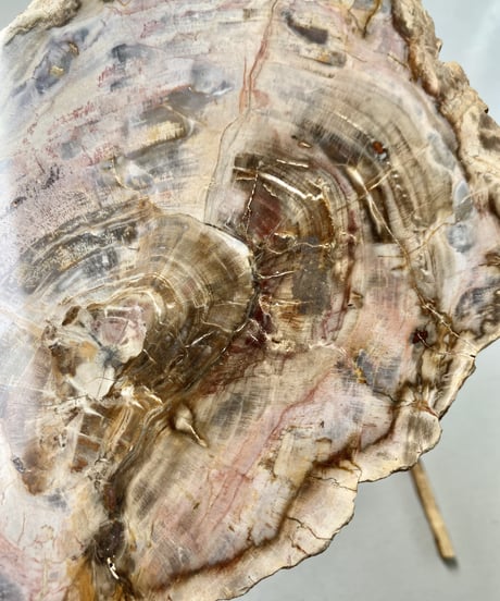 Petrified Wood