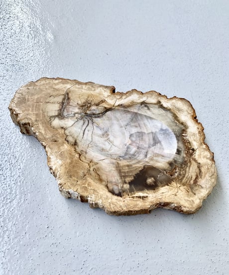Petrified Wood