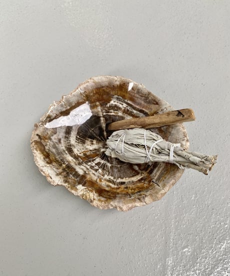 Petrified wood