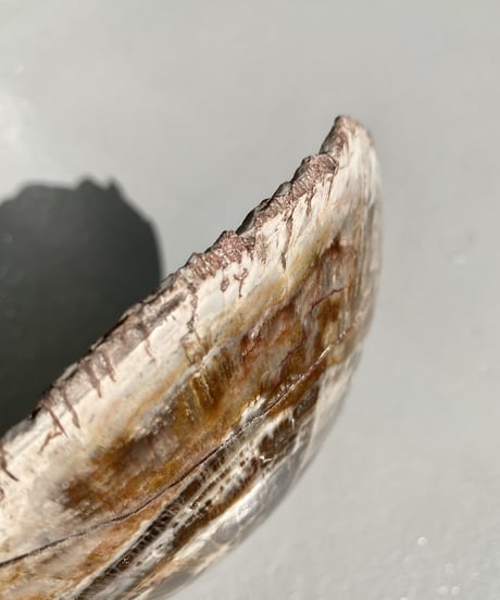 Petrified wood