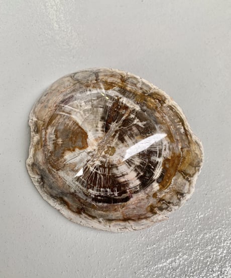 Petrified wood