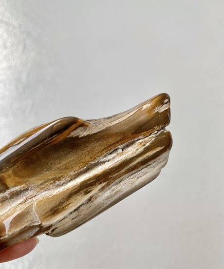 Petrified Wood