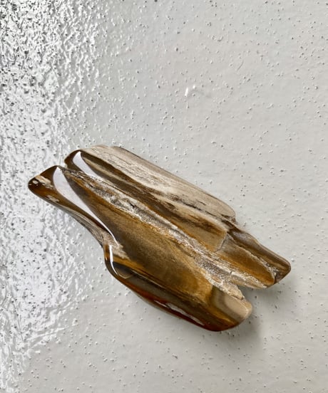 Petrified Wood