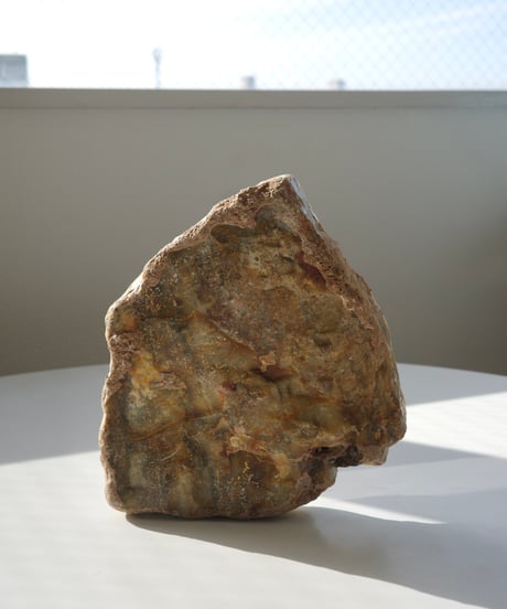 Petrified Wood