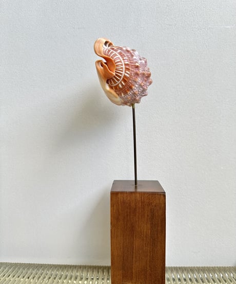 Sculpture 🐚
