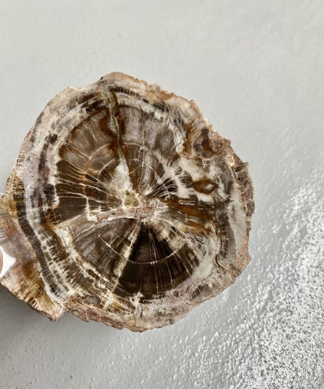 Petrified wood