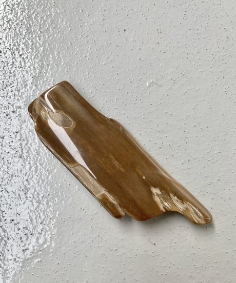 Petrified Wood