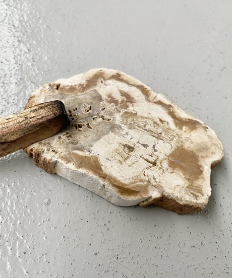 Petrified Tray