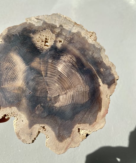 Petrified Wood
