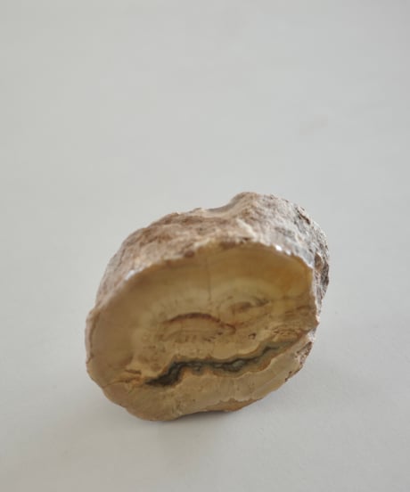 Petrified Wood