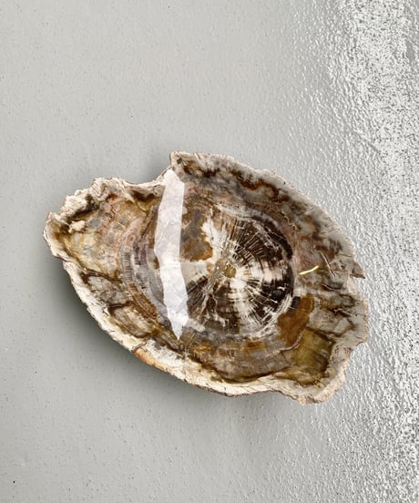 Petrified wood