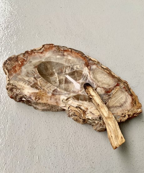 Petrified Wood
