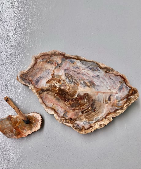 Petrified Wood