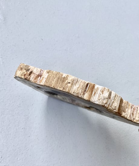 Petrified Wood