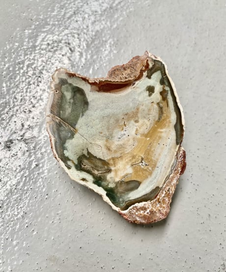 Petrified Wood