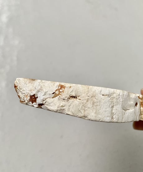 Petrified Tray