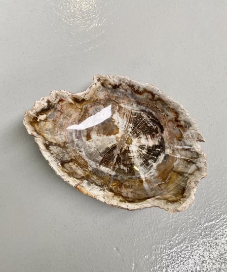Petrified wood