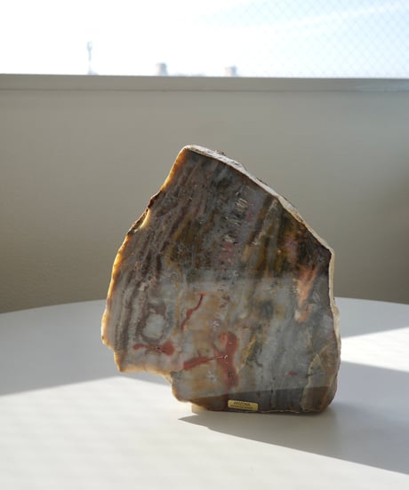 Petrified Wood