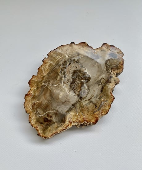 Petrified Wood