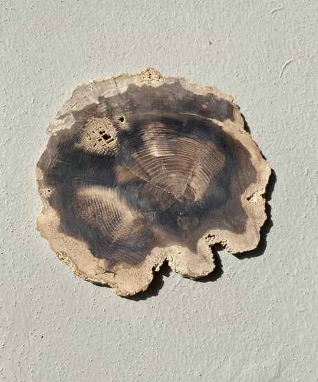 Petrified Wood