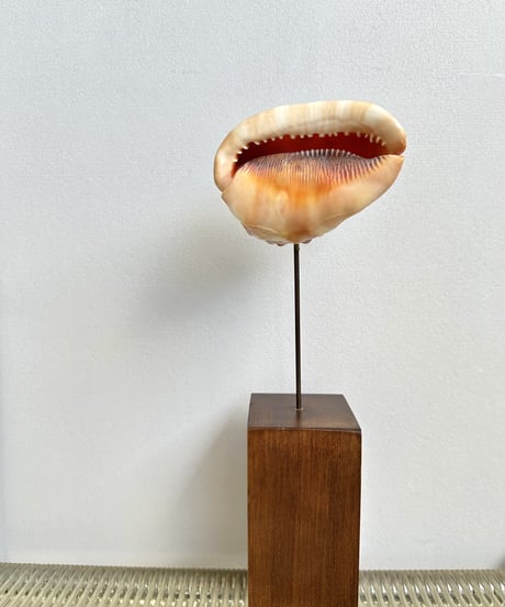 Sculpture 🐚