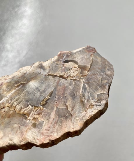 Petrified Wood