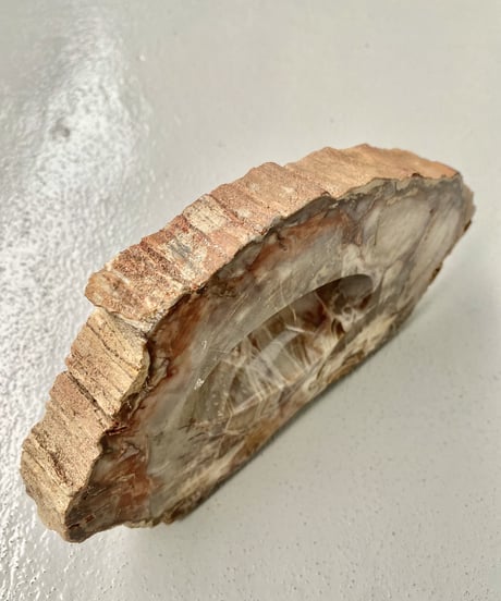 Petrified Wood