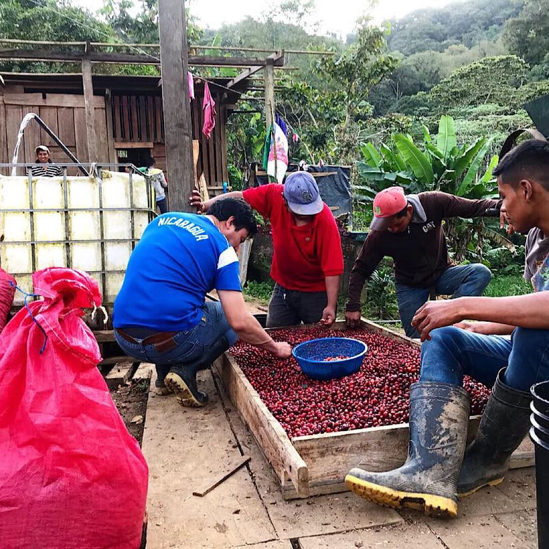 ニカラグア「プラウドレディ」｜モンテクリスト農園｜ブルボン