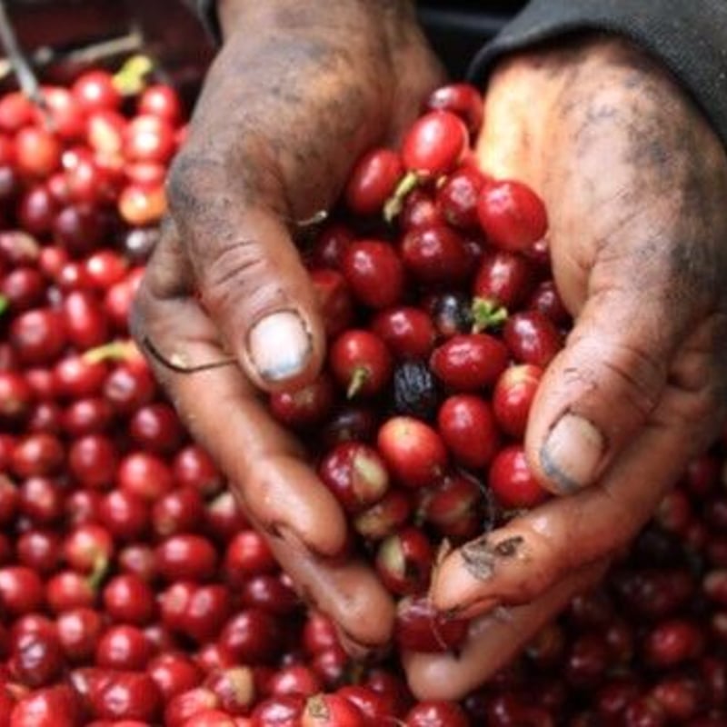 コスタリカ ｜サンイグナシオ農園 ｜ レッド・ハニー ｜HoneyAngel（深