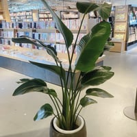観葉植物定期メンテナンス
