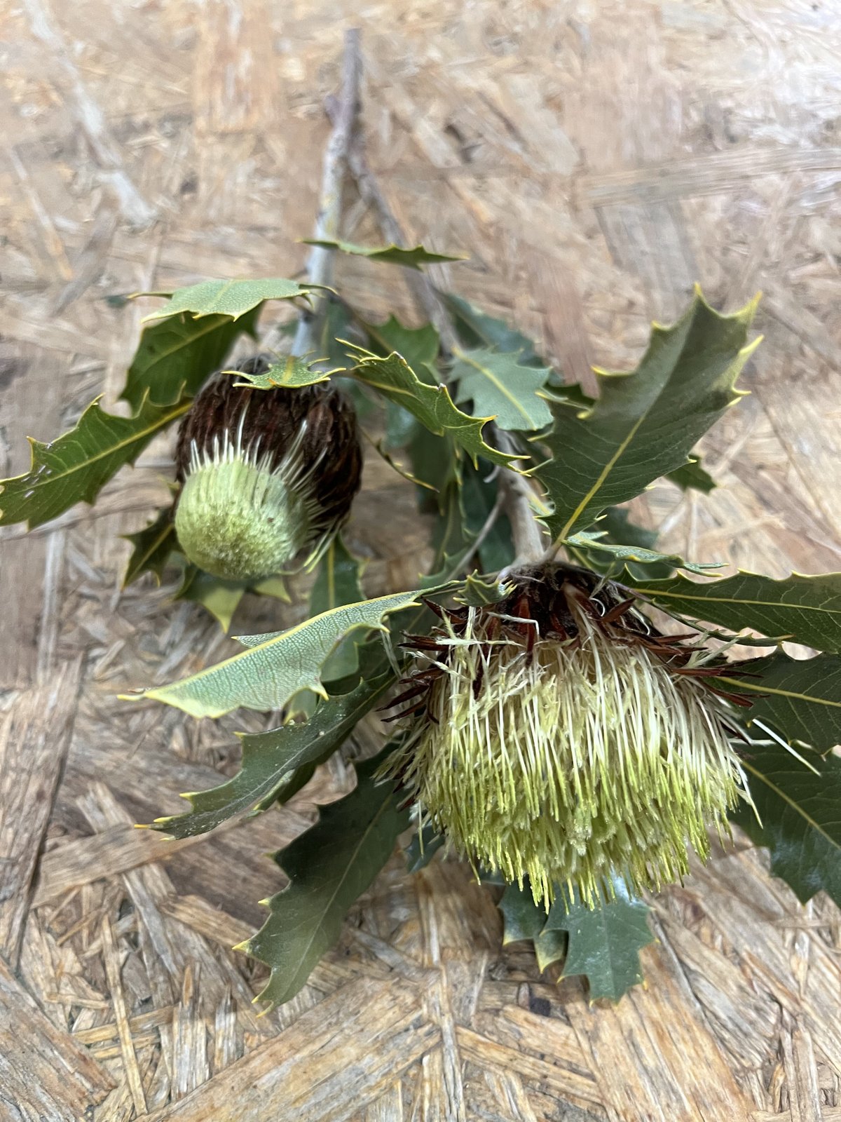 専用＊クエキフォリア&ドイツトウヒ　ドライフラワーリース クエキフォリア&ドイツトウヒ ドライフラワーリース リース fu.wa.ran