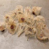 透かしほおずき　１５個