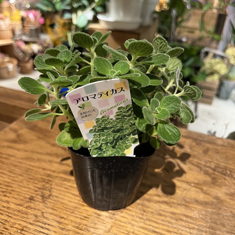アロマティカス | Holt Flower&Green