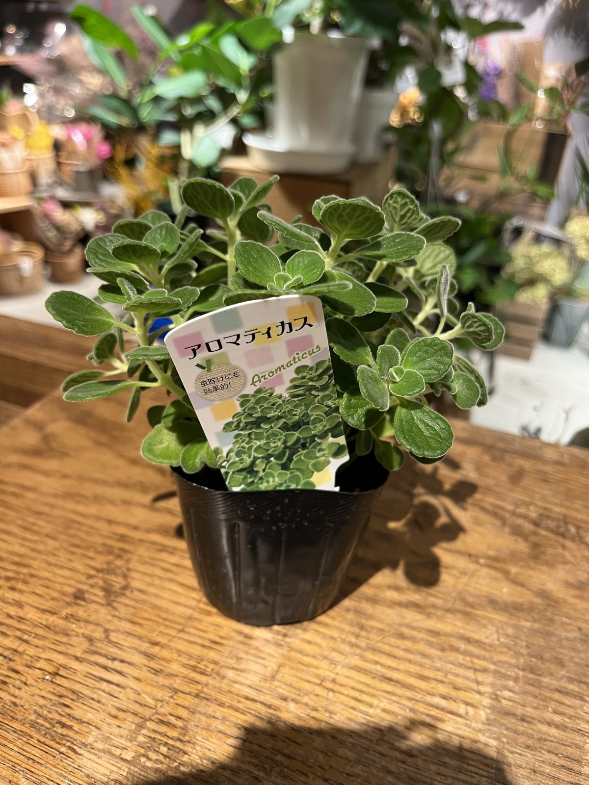 アロマティカス | Holt Flower&Green