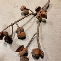 ハケア　ドライフラワー ２本セット