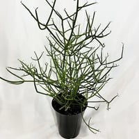観葉植物　ミルクブッシュ
