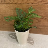 観葉植物　マドカズラ