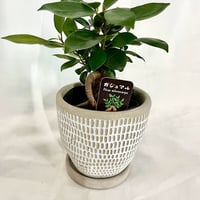 観葉植物　ガジュマル陶器鉢セット