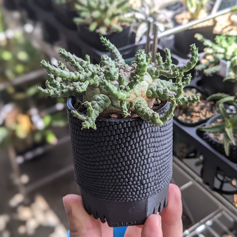 SSN鉢60mm 8種限定セット | SSN